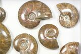 Lot: - Iridescent, Red Flash Ammonites - Pieces #82472-1